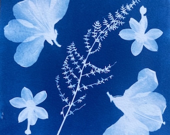 Azalea Flower Cyanotype Print: Botanical Pressed Flowers Wall Art