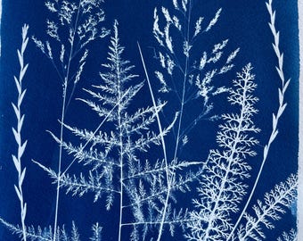 Fern and Yarrow Cyanotype Print: Unique Botanical Photo Art
