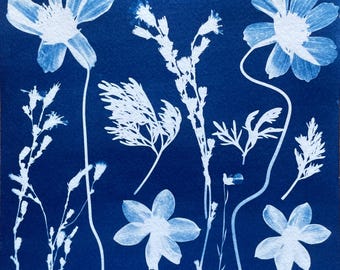 Cosmo Flower Cyanotype Print: Botanical Pressed Flowers Boho Wall Art