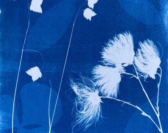Rattlesnake Grass Cyanotype Print: Botanical Sunprint Wall Art