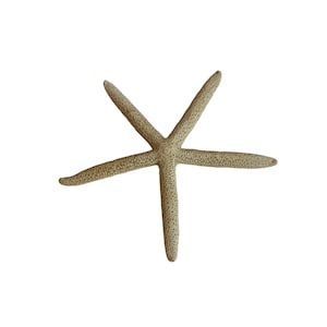 Dried large starfish craft display prop real