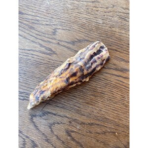 long clam? seashell craft photo prop display