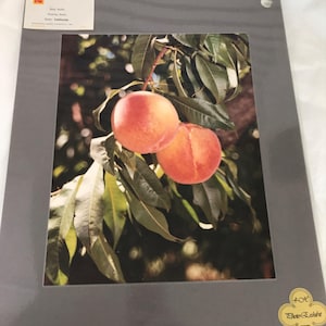 Vintage laminated photo peaches