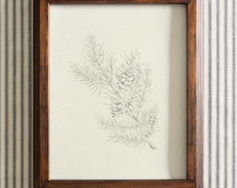 May include: A framed botanical print featuring a detailed pencil drawing of a pine branch with pinecones. The artwork is set in a dark brown wooden frame and hangs against a striped background.