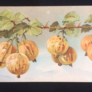 Vintage Postcard - Gooseberries - Fruit - Illustration - Antique - Edwardian Age Postcard
