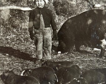 Vintage Postcard - Boy in Pig Pen - Snapshot - 1910 Photo - Farm Photograph