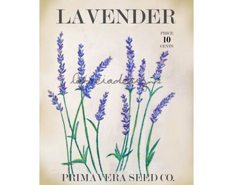 Lavender Art - Botanical Art Print - Botanical Print - Spring Art - Spring Decor - Garden Art - Garden Decor - Fine Art Print - Flower Art