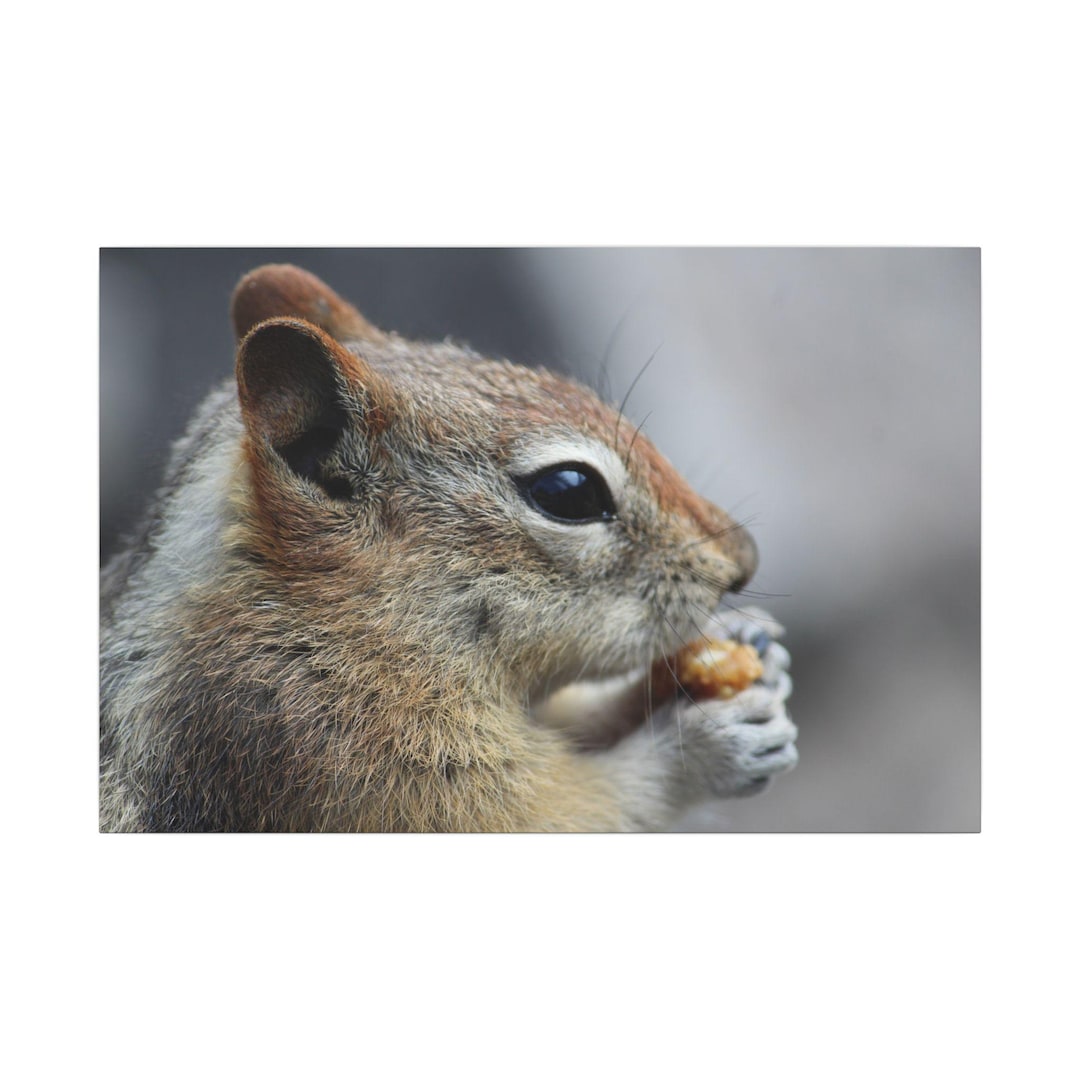 Nature-inspired Wall Art, Chipmunk Canvas Print, Cute Animal Decor ...