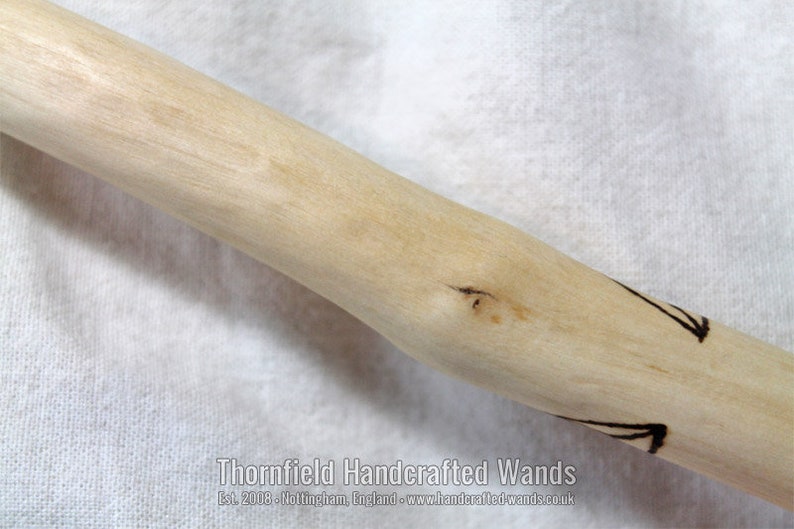 Laurustinus Wand V 26 cm, 10 in