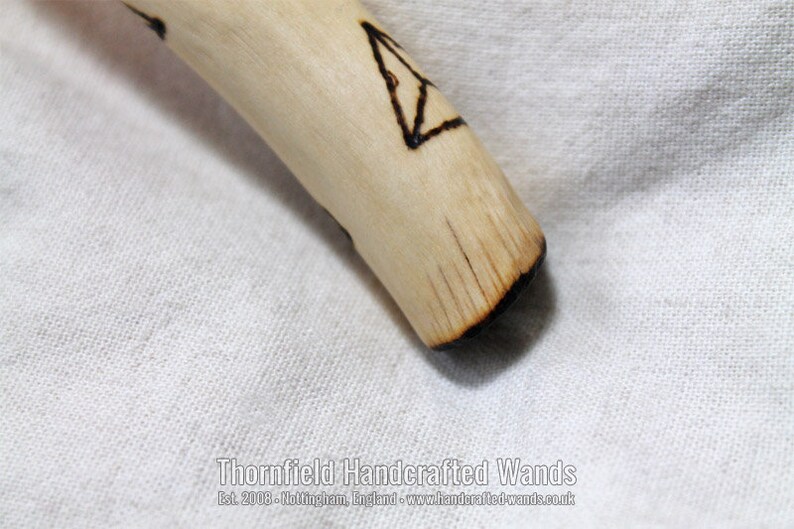 Laurustinus Wand V 26 cm, 10 in