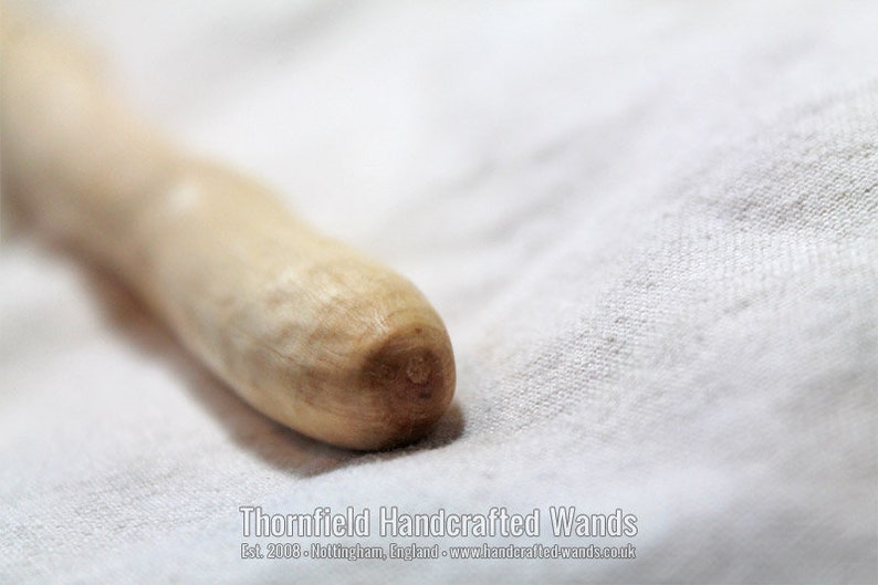 Laurustinus Wand V 26 cm, 10 in