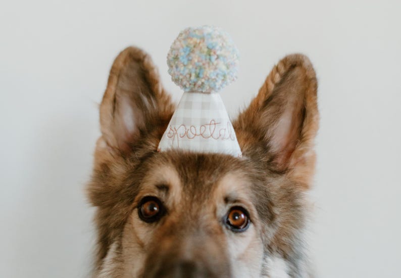 May include: A dog wearing a party hat with the word "poet" embroidered on it. The hat is light-colored with a pom-pom on top. The dog has brown and tan fur and brown eyes.