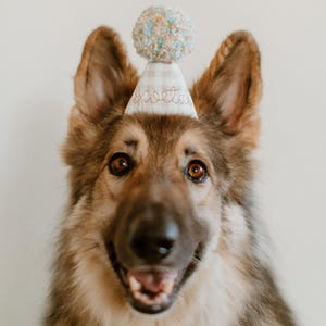 Può includere: Un cane pastore tedesco con un cappello da festa con la parola "poet" ricamata. Il cappello è di colore chiaro con un motivo a scacchi e un soffice pompon sulla parte superiore. Il cane ha il pelo marrone e fulvo e sta sorridendo.