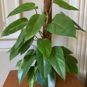 Philodendron erubescens - Etsy 日本