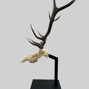 May include: A deer skull with dark brown antlers is mounted on a black metal stand. The skull is off-white, and the antlers have multiple points. The stand has a rectangular base and a vertical support.