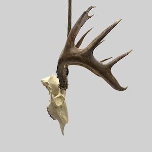 May include: A deer antler and skull mount, suspended by a dark rope. The antler is a dark brown color with multiple tines. The skull is off-white and has visible eye sockets and nasal cavity.