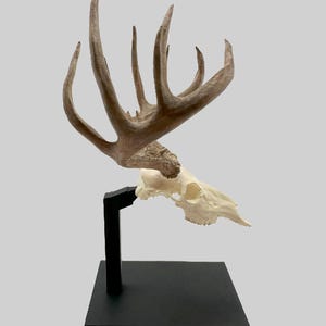 May include: A deer skull with large antlers, mounted on a black stand. The antlers are a light brown colour, and the skull is off-white. The stand is square at the base and has a vertical support.