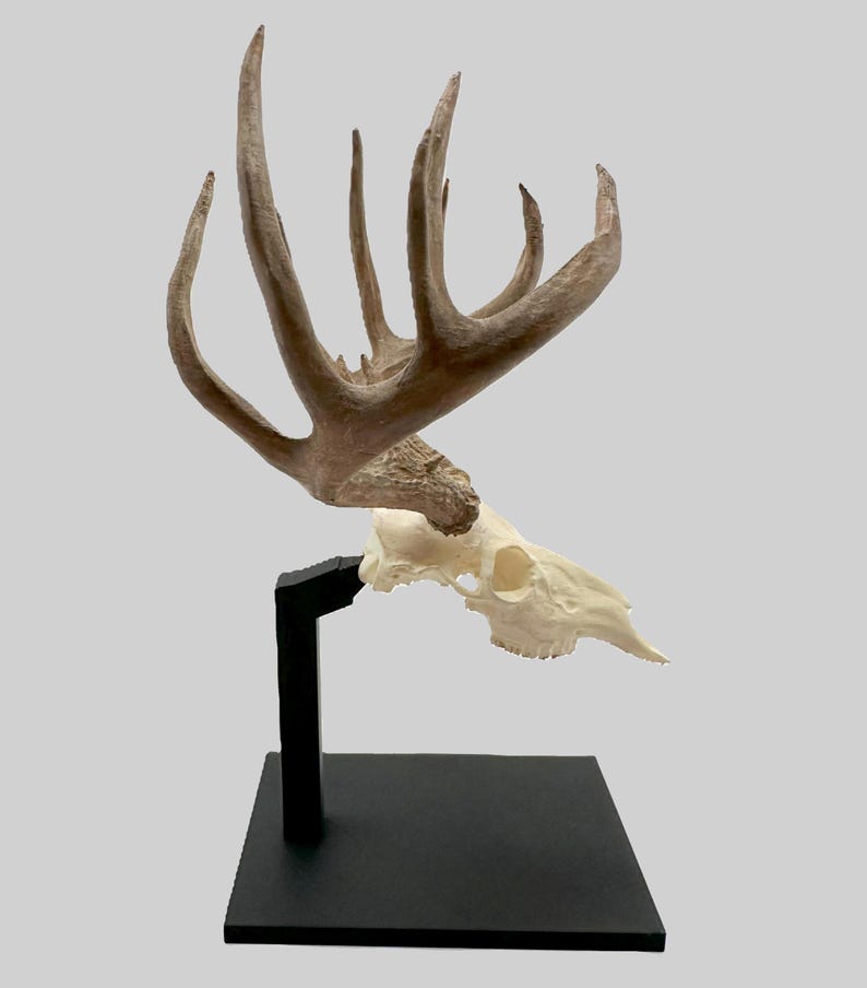 May include: A deer skull with large antlers, mounted on a black stand. The antlers are a light brown colour, and the skull is off-white. The stand is square at the base and has a vertical support.