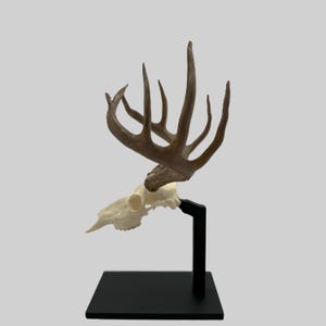 May include: A deer skull with large antlers is mounted on a black stand. The antlers are a light brown colour, and the skull is off-white. The stand has a square base and a vertical support.