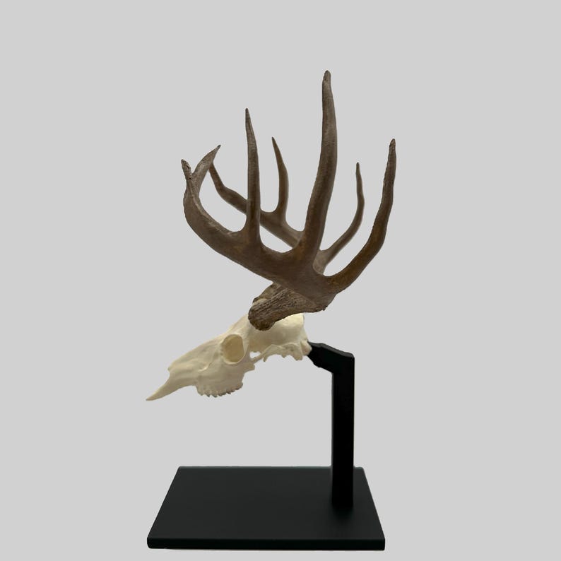 May include: A deer skull with large antlers is mounted on a black stand. The antlers are a light brown colour, and the skull is off-white. The stand has a square base and a vertical support.