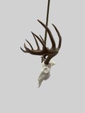 160' white-tailed deer rearview mirror hanger