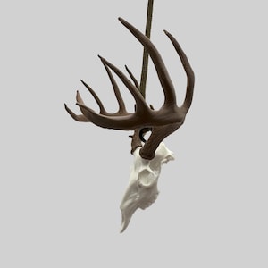 May include: A deer skull with large brown antlers suspended by a green rope against a grey background. The skull is white and has a detailed, realistic appearance. The antlers are a rich brown colour.