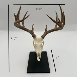 May include: A deer skull with antlers, mounted on a black rectangular base. The antlers span 14 cm wide, the skull is 19 cm tall, and the base is 10 cm tall. The skull is off-white, and the antlers are brown.