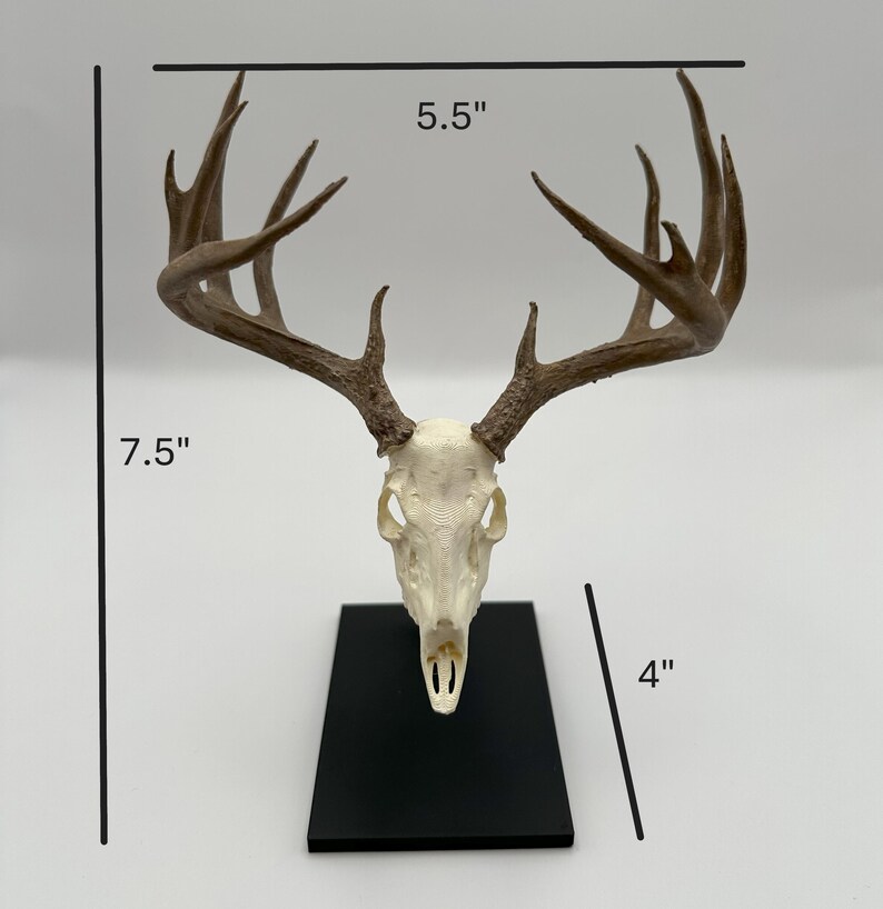 May include: A deer skull with antlers, mounted on a black rectangular base. The antlers span 14 cm wide, the skull is 19 cm tall, and the base is 10 cm tall. The skull is off-white, and the antlers are brown.