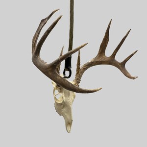 May include: A deer skull with large, brown antlers hangs from a green rope. The skull is off-white with visible bone structure. A black carabiner connects the skull to the rope, creating a rustic, natural aesthetic.
