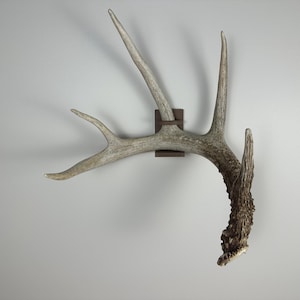 May include: A single light-coloured deer antler mounted on a dark brown rectangular wall bracket. The antler features multiple points and a textured, weathered base, securely attached to the wall mount with a thin, dark horizontal metal band.