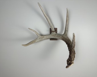 Antler Display Mount: Universal Shed Holder