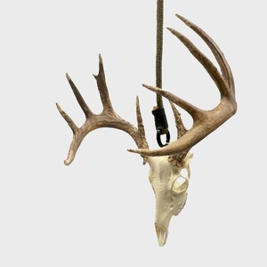 May include: A deer skull with large antlers, suspended by a rope. The skull is off-white, and the antlers are a light brown. A black clasp connects the rope to the antlers. The background is a solid, light gray.