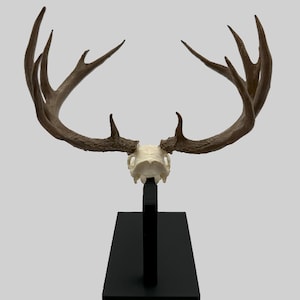 May include: A deer skull with large, brown antlers is mounted on a black stand. The skull is off-white, and the antlers have multiple points. The stand has a rectangular base and a vertical support.