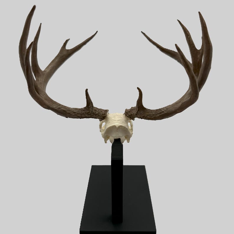 May include: A deer skull with large, brown antlers is mounted on a black stand. The skull is off-white, and the antlers have multiple points. The stand has a rectangular base and a vertical support.