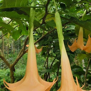 Yellow Orange Angel Trumpet Brugmansia aurea Orange Glory 10 Seeds