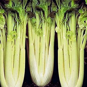 Golden Pascal Celery Seeds – Heirloom Stringless Garden Vegetable 1500 Seeds