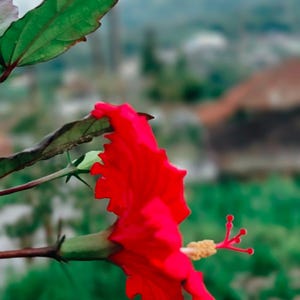 Red Luna Hibiscus Moscheutos Flower Small Bush 10 Seeds