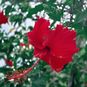 Red Hibiscus Flower Perennial 20 Seeds