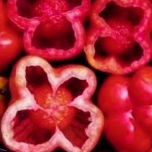 Pink Stuffer Tomato – Heirloom Stuffing Tomato Garden Vegetable 120 Seeds