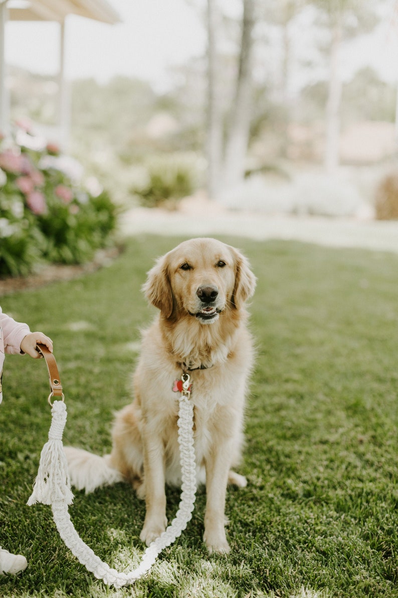 Neutral Macrame Dog Leash image 3