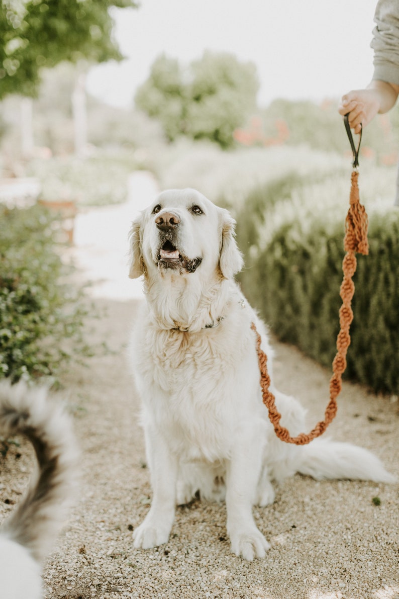 DIY Macrame Dog Leash Kit Etsy