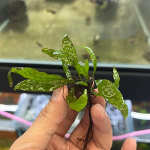 May include: A close-up of a green aquatic plant with textured leaves and visible roots. The plant has a vibrant green color with white markings. The plant is held in a person's hand. The background is blurred.
