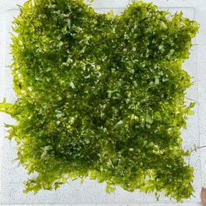 May include: A close-up of a vibrant green aquatic plant, possibly moss or a similar species, with a dense, textured appearance. The plant is on a clear, square surface, showcasing its intricate details and natural color.