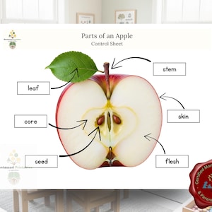 May include: Educational poster titled "Parts of an Apple" with a cross-section of a red apple. Labeled parts include leaf, core, seed, stem, skin, and flesh. The poster is designed for educational purposes, likely for a classroom or home learning environment.