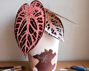 アンスリウム　ウェンドリンゲリ Anthurium wendlingeri 楽天市場】観葉植物 アンスリウム ウェンドリンゲリー 3.5号吊り