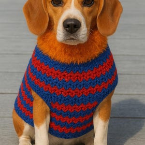 Puede incluir: Un perro Beagle con un suéter a rayas azules y rojas con un cuello naranja. El perro está sentado sobre una superficie de madera y mirando directamente a la cámara. El perro tiene ojos marrones, pelaje marrón y marcas blancas.