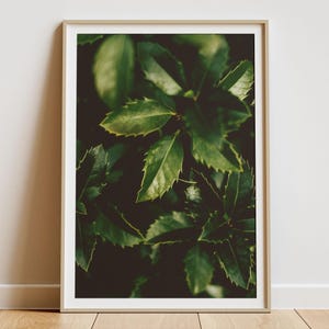 May include: A framed print featuring a close-up of vibrant green leaves. The leaves have a glossy texture and jagged edges, creating a striking contrast against the dark background. The artwork is encased in a light-colored wooden frame.