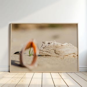 May include: A framed photograph featuring a close-up of a small green plant sprouting from the sand, with a piece of driftwood and a blurred orange object in the foreground. The image is set against a neutral background.