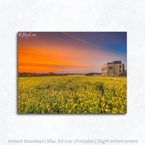 Canola Flower Wall Art Printable, Yellow Flower Photo, Spring Nature Digital Download, A3 Art Print