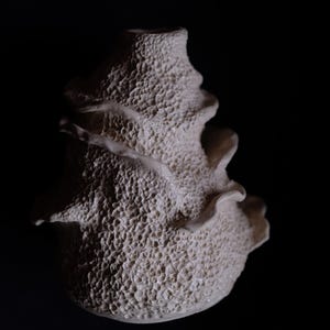 Puede incluir: Un jarrón de cerámica blanquecino con una forma orgánica distintiva. El jarrón presenta una superficie texturizada y porosa y un borde ondulado. El diseño evoca una forma natural, quizás coral o una criatura marina, sobre un fondo oscuro.
